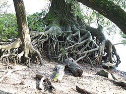 Wurzeln am Berghäuser Altrhein, Speyerer Auwald.jpg