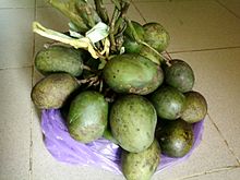 Mangifera lalijiwa (Kosterm.).jpg